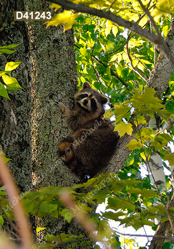 Northern Raccoon (Procyon lotor)